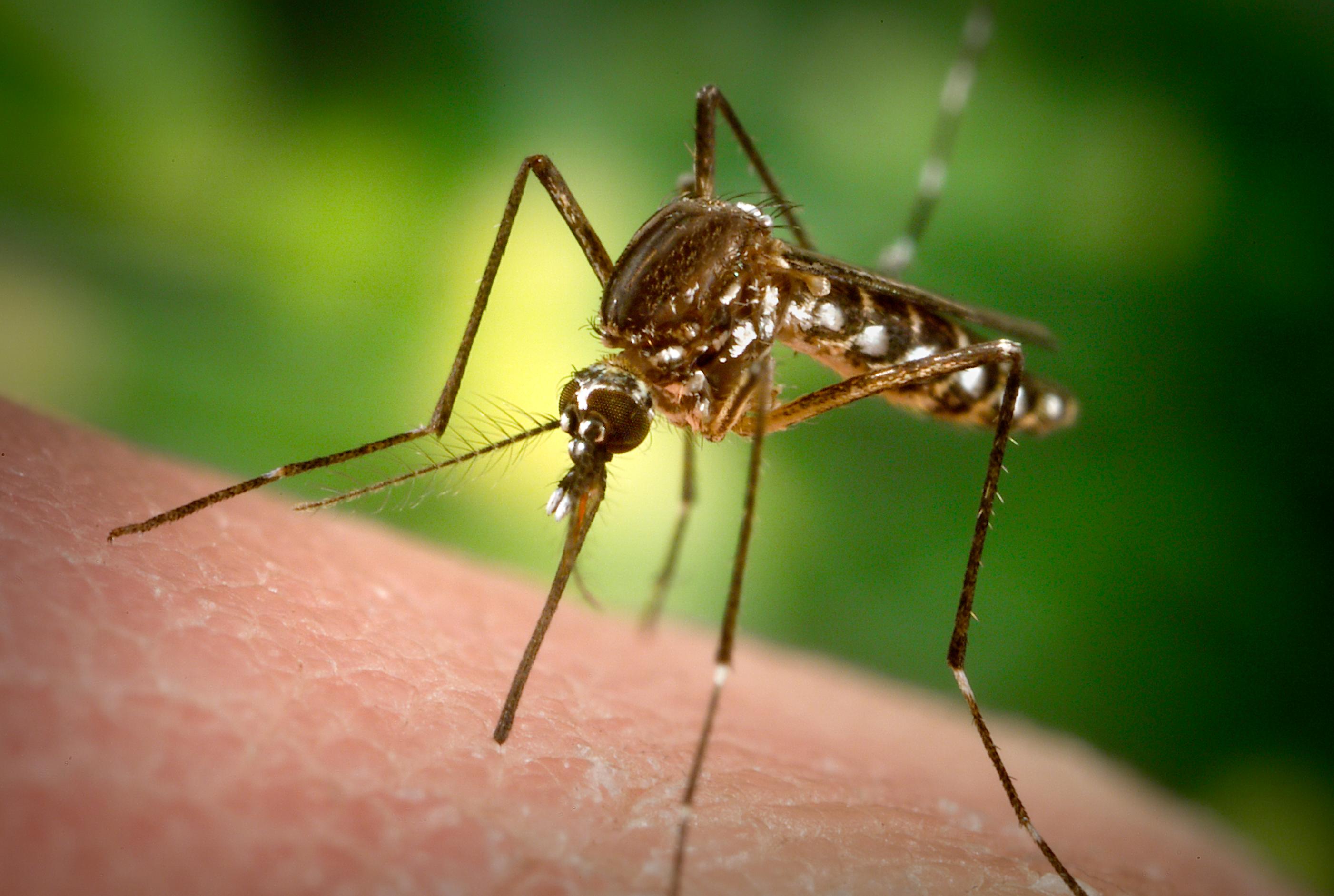 CDC Yellow Fever Mosquito
